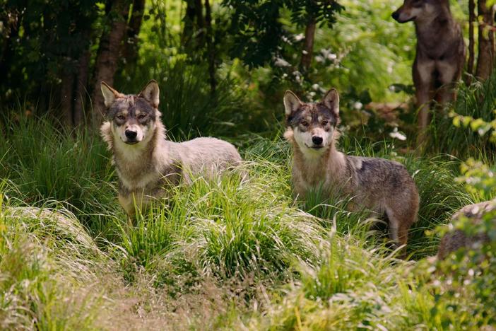 As Top Predator, we eliminate competition, like America's wolves.