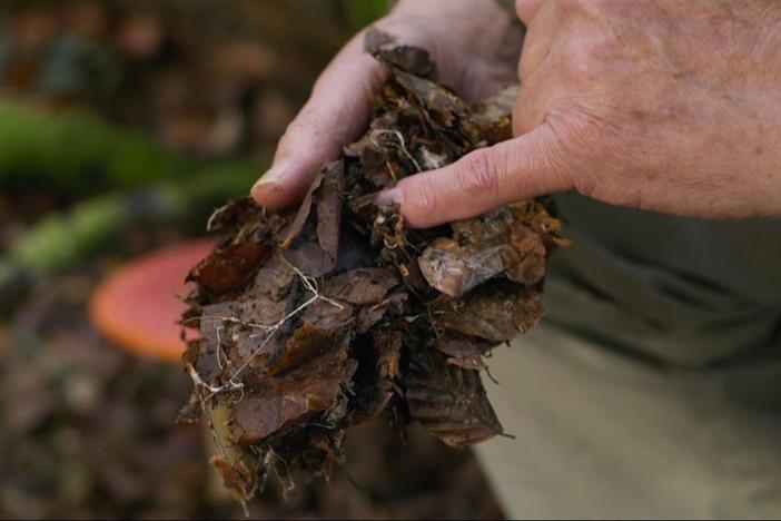 Fungi is able to link a whole group of trees through their root systems.