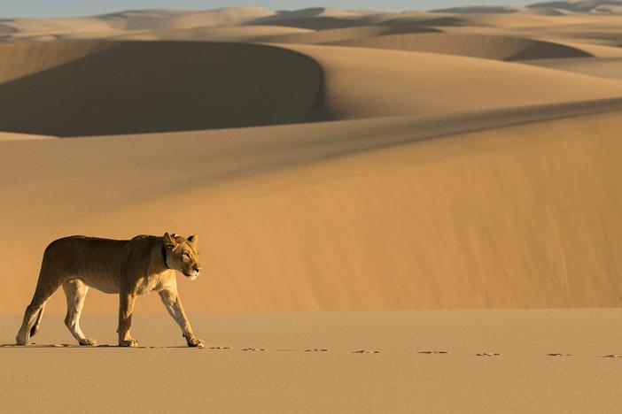 Award-winning wildlife filmmakers tell the behind-the-scenes story of “Lions of the Skeleton Coast."