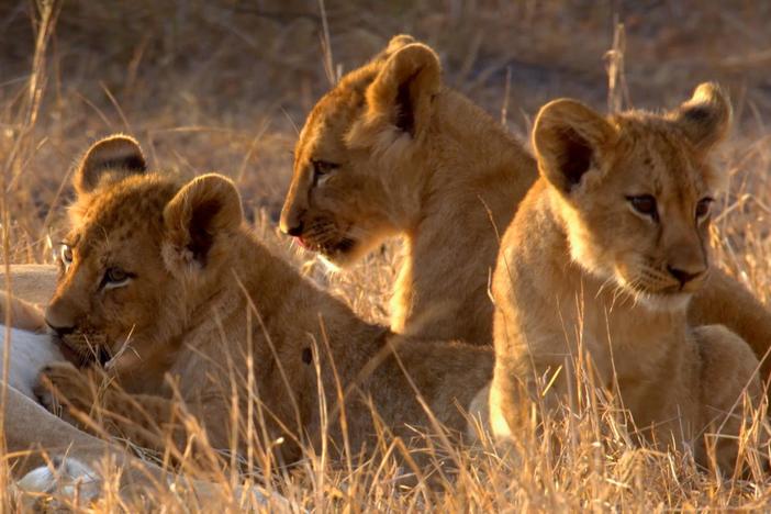 Experience the inspiring rebirth of an African wilderness.