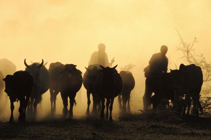 A Maasai warrior introduces each of his cows by name to host Sanjayan. 