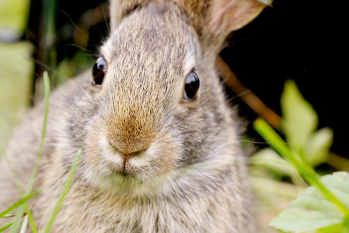 Meet the many species of remarkable rabbits and the scientists working to save them.