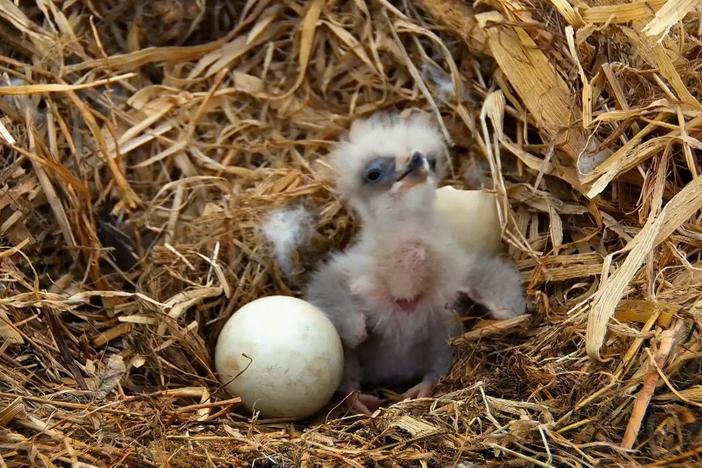 It takes 37 days for eagle eggs to incubate.