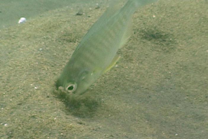 Some species of cichlid, which eat tiny insects and crustaceans, will swallow sand.