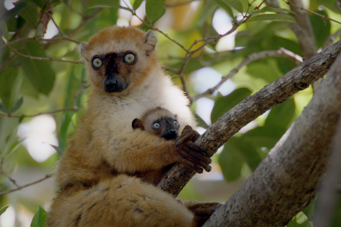 Discover the survival strategies used by primates, often in the most unexpected places.