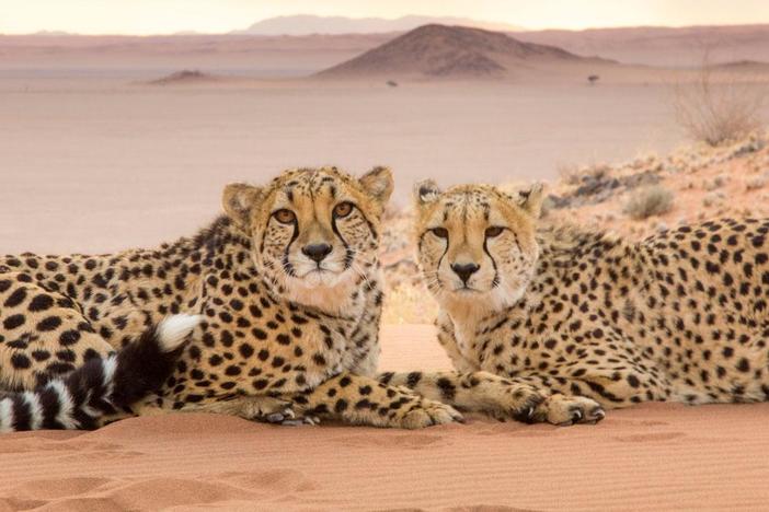 The producers discuss the making of the new NATURE miniseries, Super Cats.
