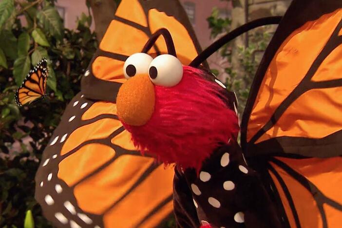 Elmo sings about his butterfly friend.