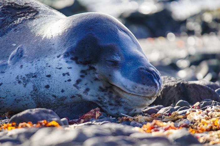 Antarctic fur seals need ice-free ground in order to breed. Why are they disappearing?