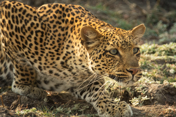 Olimba discovers a nomadic male leopard near her cubs and without hesitation, she attacks.