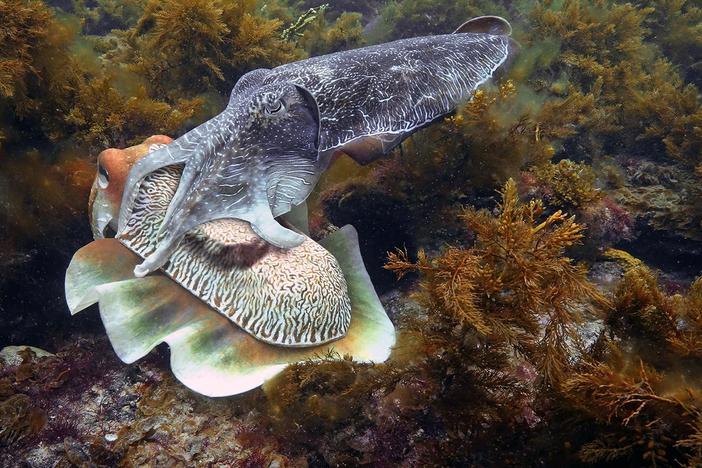 The skin of a cuttlefish shows its emotional state.