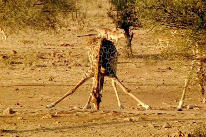 When you're this tall, getting a drink of water can be challenging.