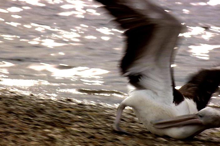 Young pelicans throw a series of tantrums in Australia's Lake Eyre.