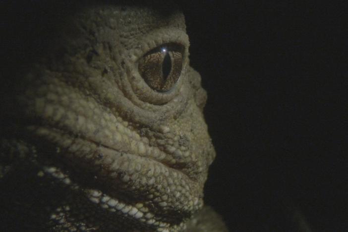 In the Pacific, the quest to multiply has spawned a stunning array of unusual behaviors.