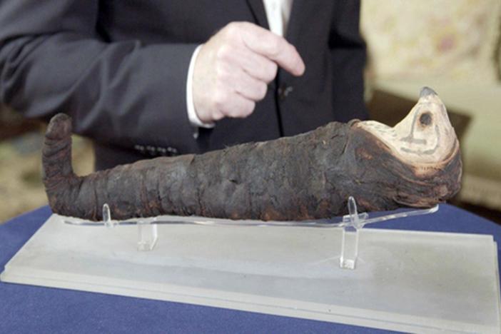 Appraisal: Egyptian Mummified Falcon, ca. 200 BC, in Newport, Part 3.