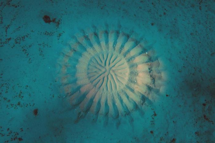 Cameramen Peter Kragh and Ernie Kovacs set out to film a mysterious pufferfish.