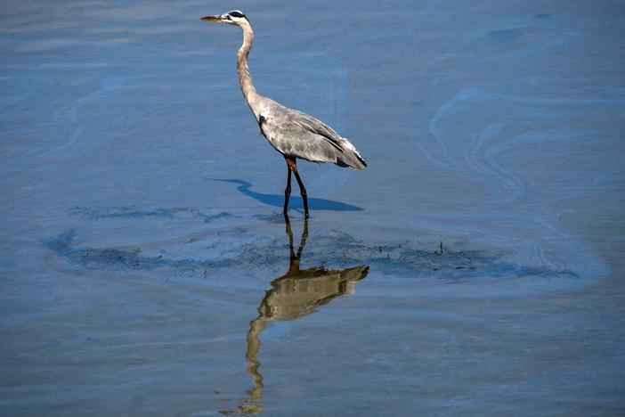 Southern California oil spill could be 'ecological disaster,' take weeks to clean up
