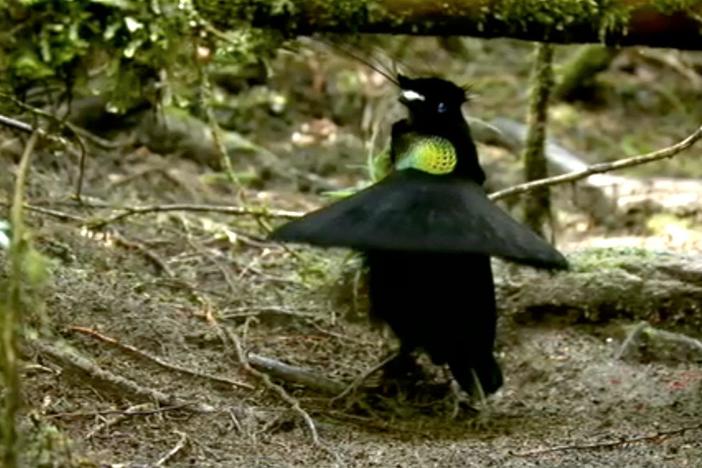 A male intruder interrupts another Lawes's Parotia's courtship display.