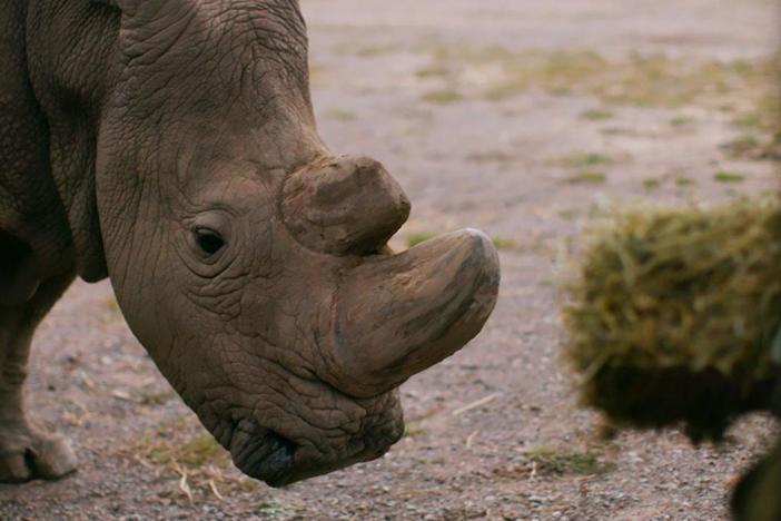 Learn the backstory of the world's most famous rhino.