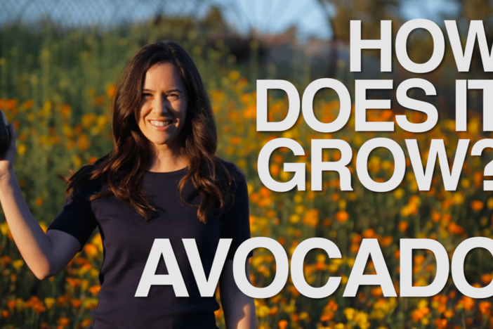 Avocados have become a super trendy food, but few of us know how they're even grown.