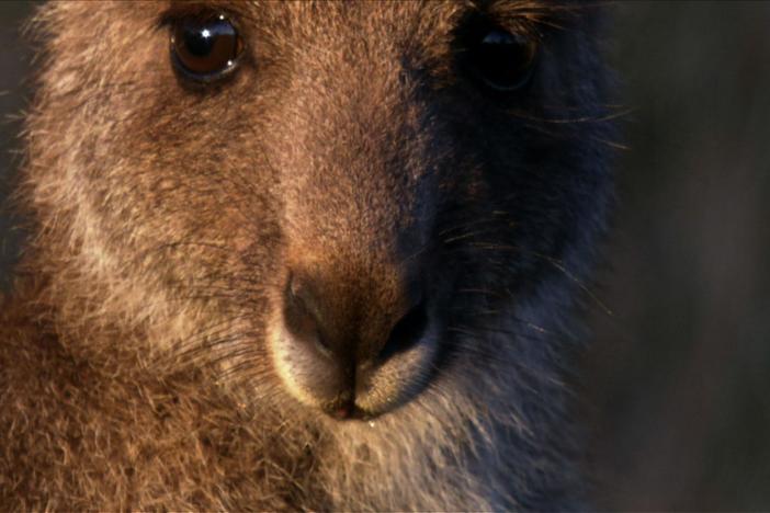Kangaroo Mob Producer Sally Ingleton on the film and what urban kangaroos can teach us.
