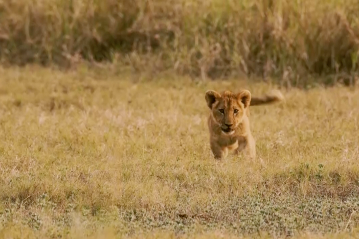 Lion researcher Paola Bouley fights for the survival of African lions.