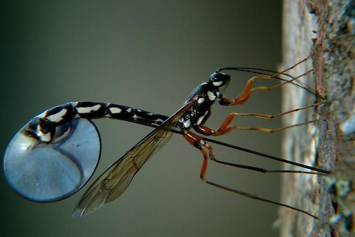 This wasp's method of laying eggs will blow your mind!