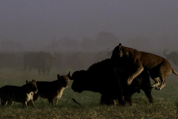 A buffalo hunt is a family affair.