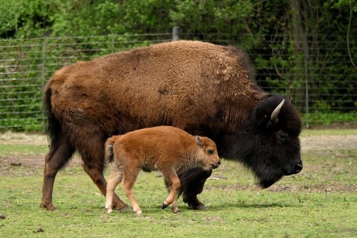 Sixty million American bison once thundered across the prairies of North America.