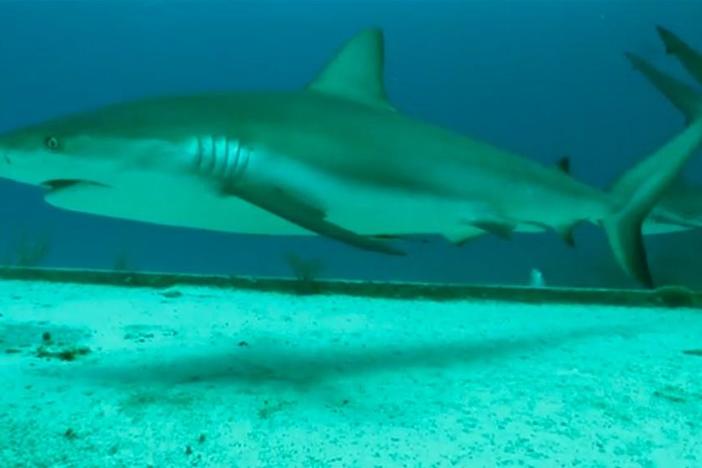 Marine biologist Patrick Rice is using rare earth elements to repel sharks.