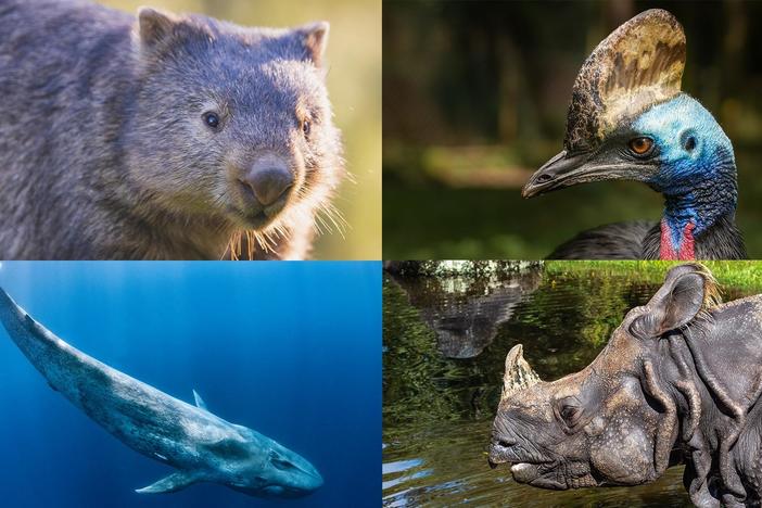 Join biologists on an ingenious hunt for the clues hidden in animal poop.