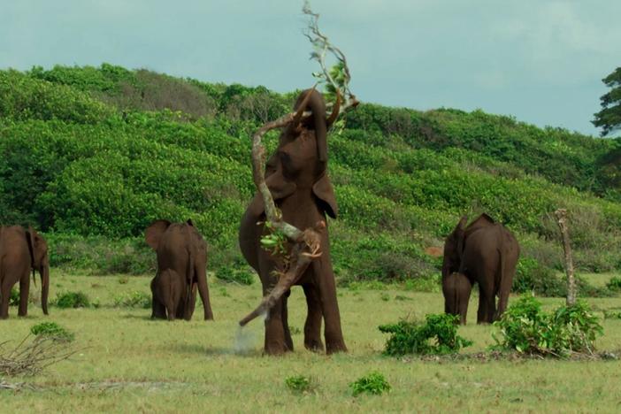 Forest elephants are shy animals.