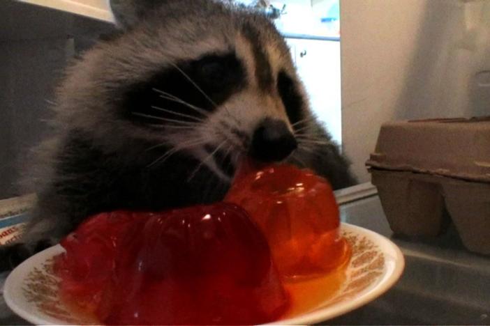 Intelligence, adaptability and diet help the raccoon thrive in urban landscapes.