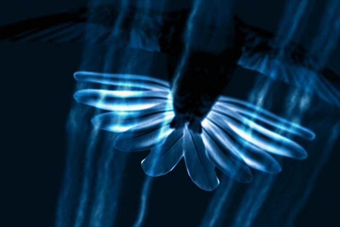 How do flying creatures outfly each other to survive in the crowed world of the sky?