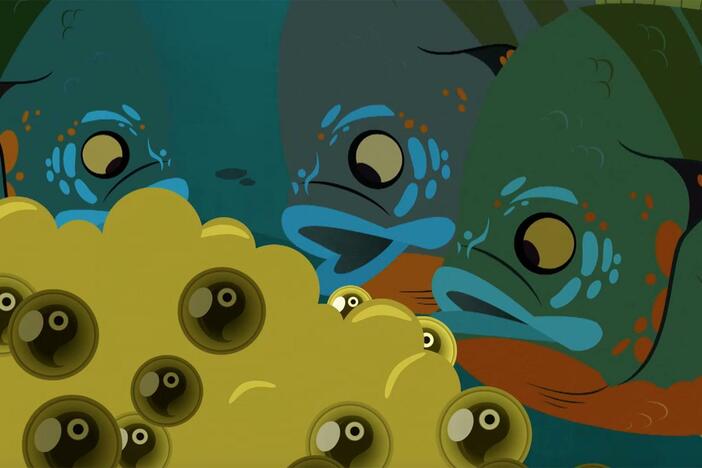 Martin uses large mouth bass powers to protect the eggs of a bass