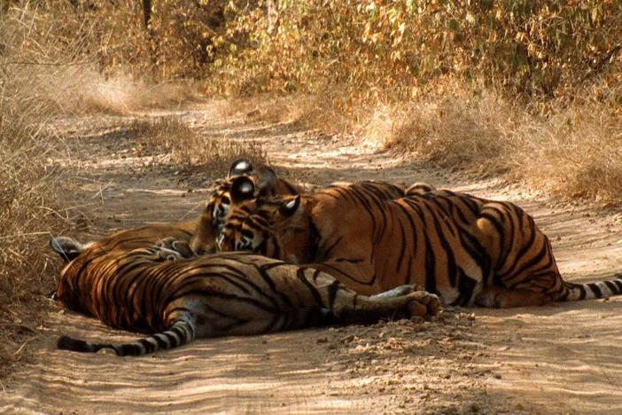 An unusual family bonding moment between Machli and her cubs, Broken Tail and Slant Ear.