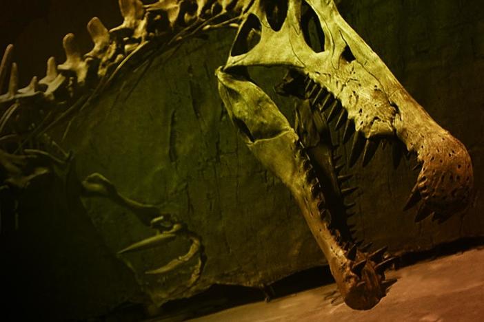Meet Spinosaurus—the lost killer of the Cretaceous and the world’s larger predator ever.