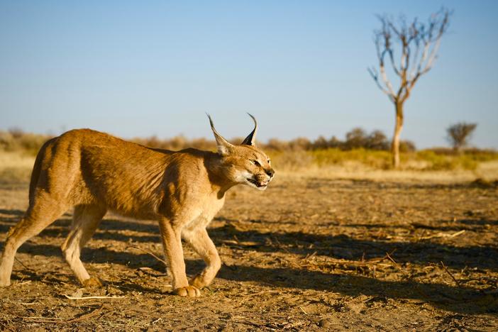 Discover how the first cats arose in the forests of Asia and later came to conquer Africa.