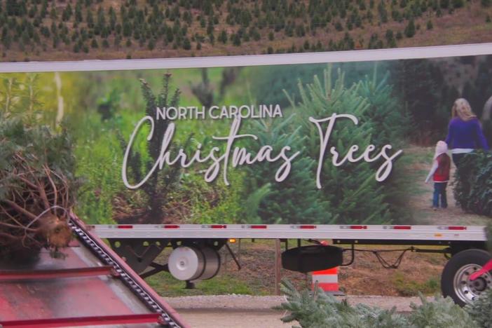 How a Christmas tree farm in North Carolina overcame Hurricane Helene’s destruction
