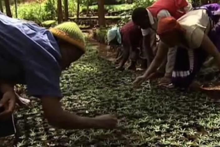 Taking Root: The Vision of Wangari Maathai