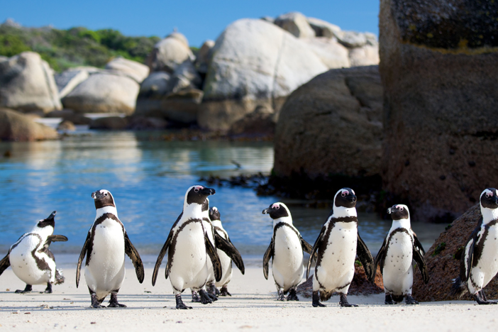 African penguins have adapted to the modern world, including a dangerous commute.