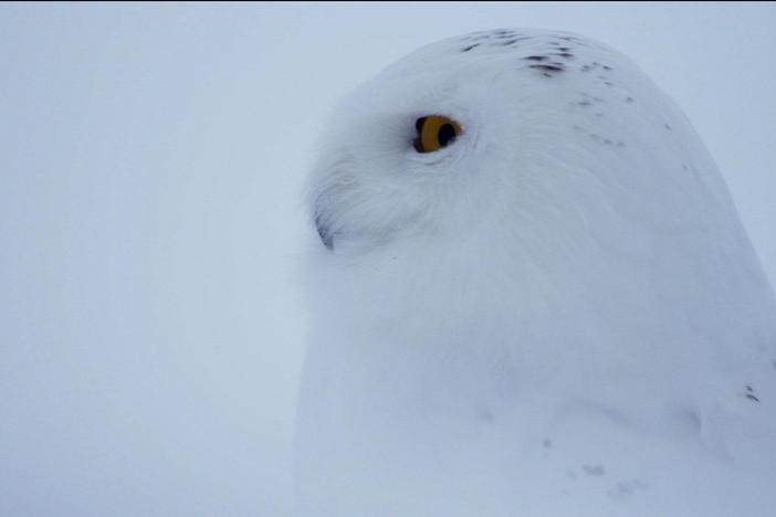 In the Arctic dawn, the true majesty of the snowy owl can be seen in its frozen kingdom.