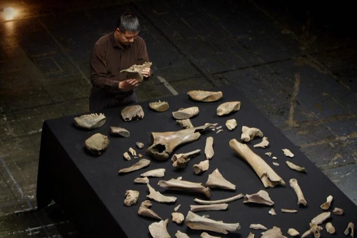 These bones could have belonged to some of the last surviving steppe mammoths in Britain.