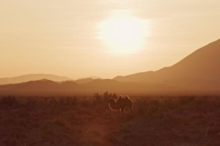 In the Gobi Desert, Adiya Yadamsuren tracks a wild camel to a water hole.
