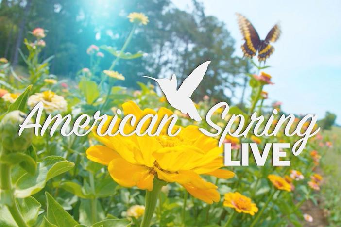 Spring is coming to you, Live on PBS.