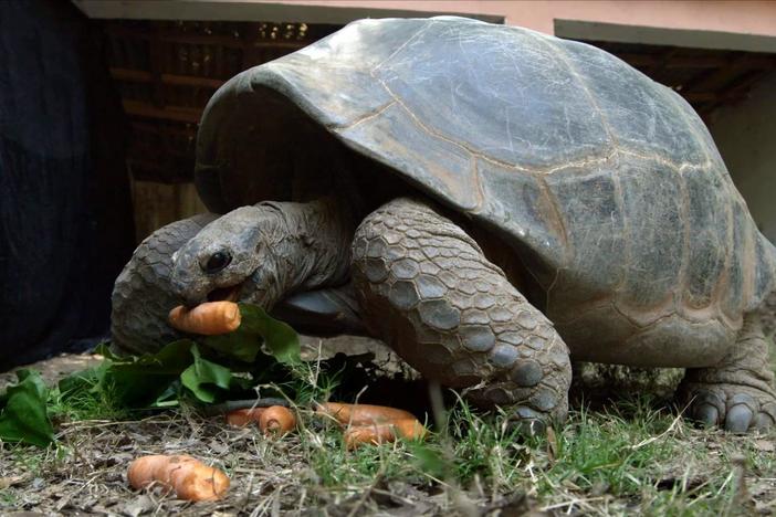 Aldabara giant tortoises can grow to be over 500 pounds and live to be over 100 years old.