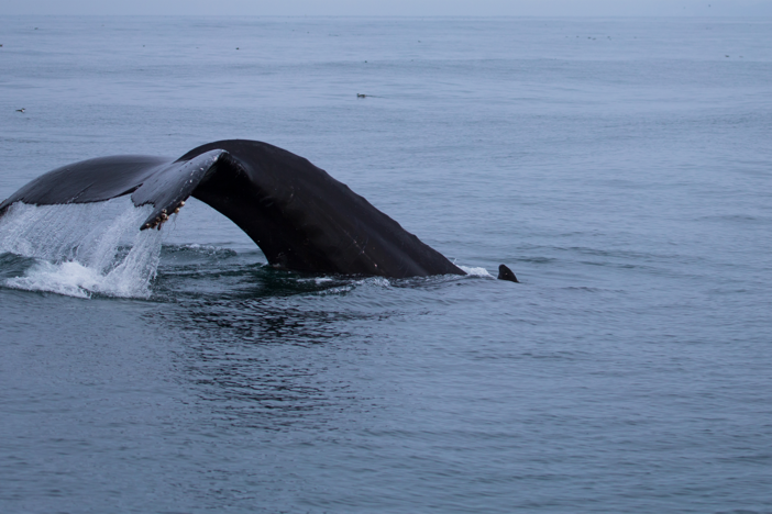 Through a number of clues, wildlife filmmaker Tom Mustill is determined to find the whale
