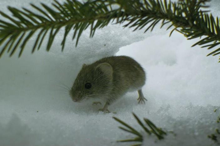 This vole Is not safe from weasels or great owls -- even deep under the snow.