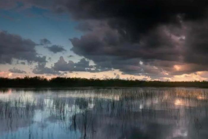 Watch the preview of The Swamp.