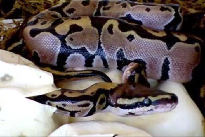 The Kratts observe a clutch of baby pythons hatching from their eggs.