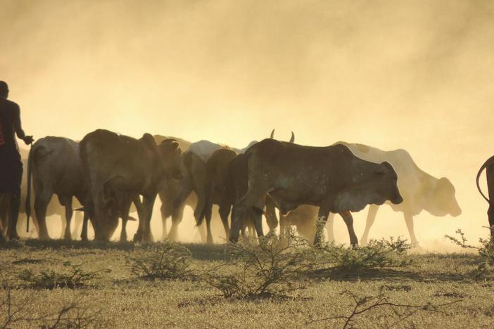 See how humans and wildlife can live together on the plains in beneficial partnerships.